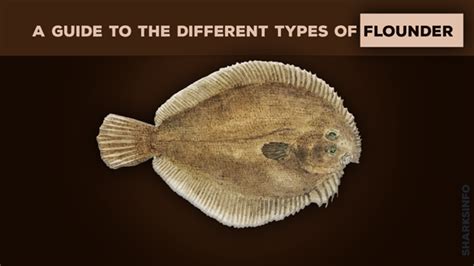 flounder fish|A Guide to the Different Types of Flounder .